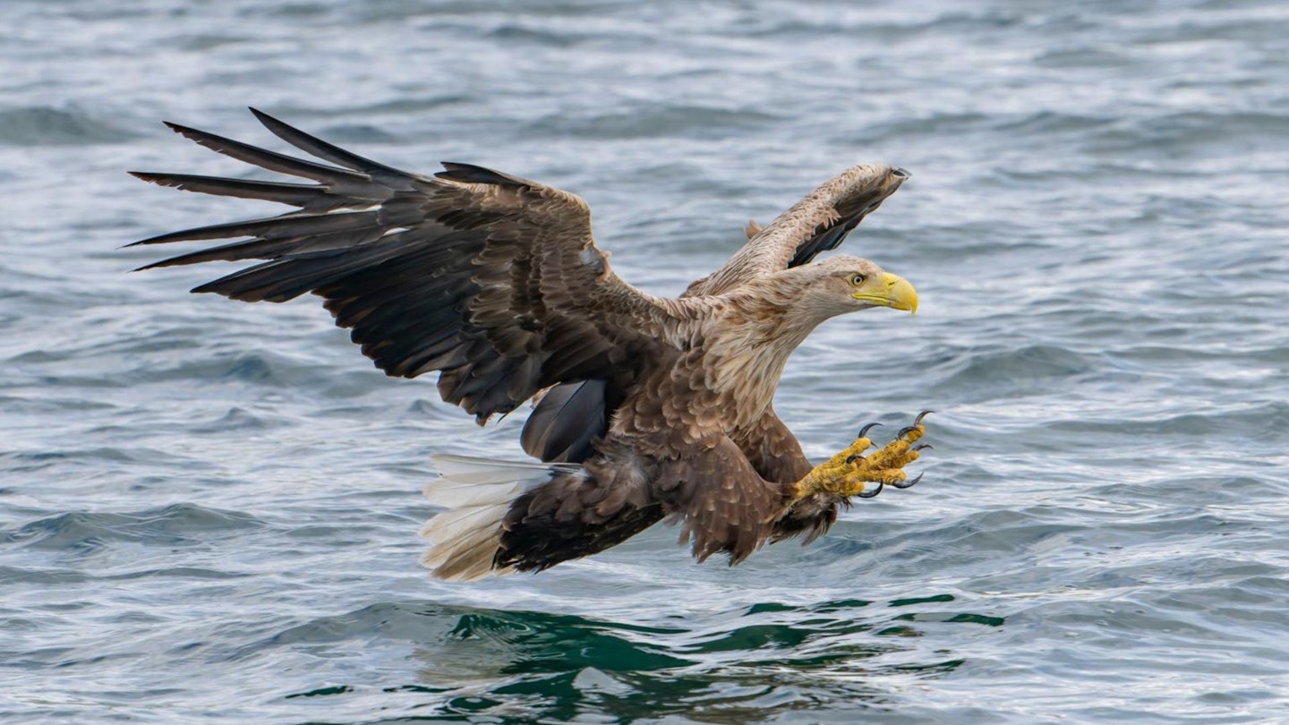 white-tailed eagle
