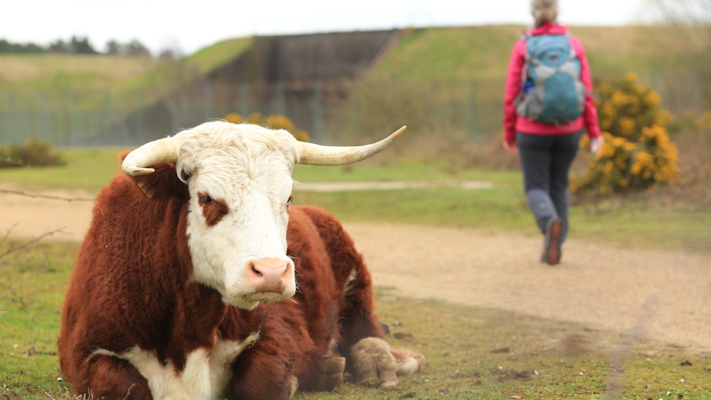 Encountering cattle